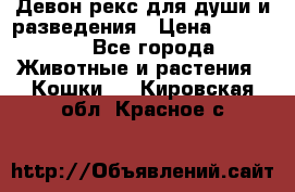 Девон рекс для души и разведения › Цена ­ 20 000 - Все города Животные и растения » Кошки   . Кировская обл.,Красное с.